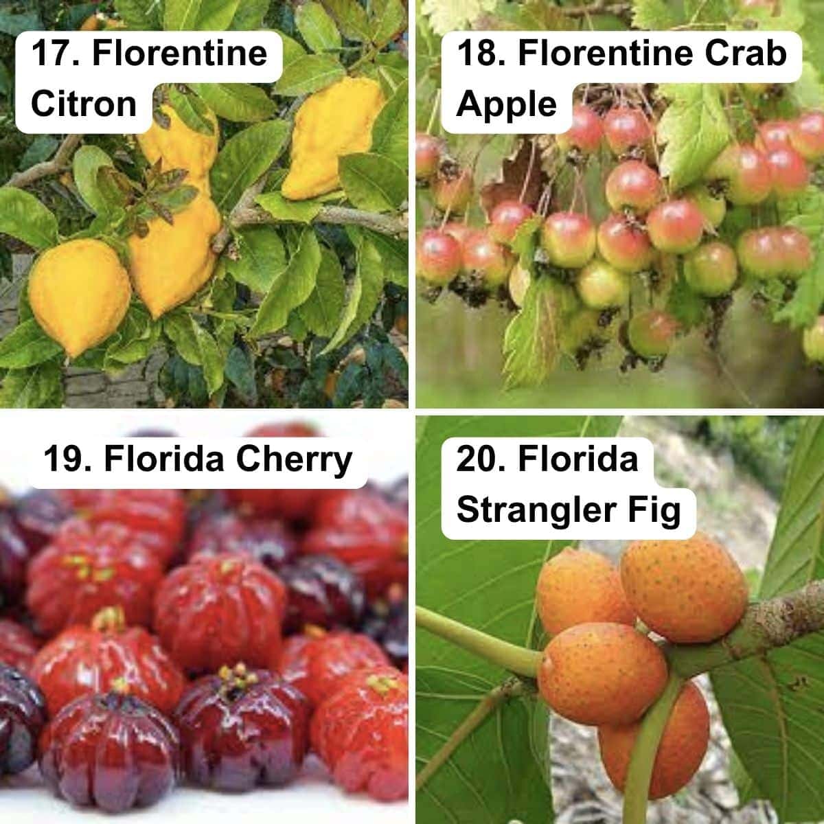 Florentine citron, florentine crab apple, florida cherry , florida strangler fig.