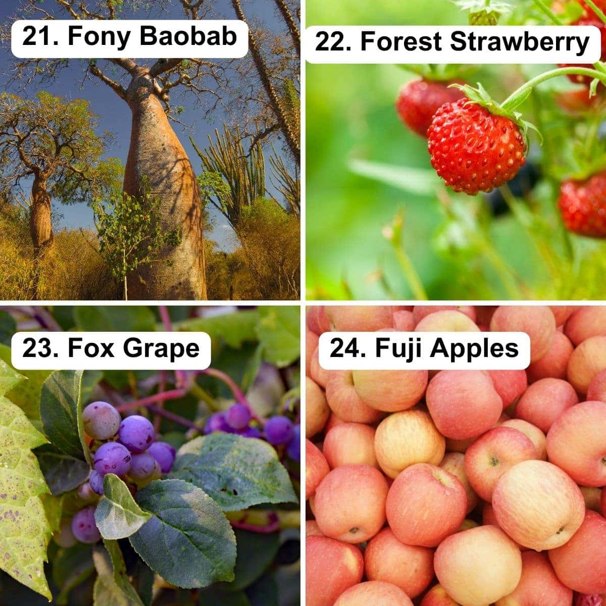Fony baobab, forest strawberry, fox grape, fuji apples.