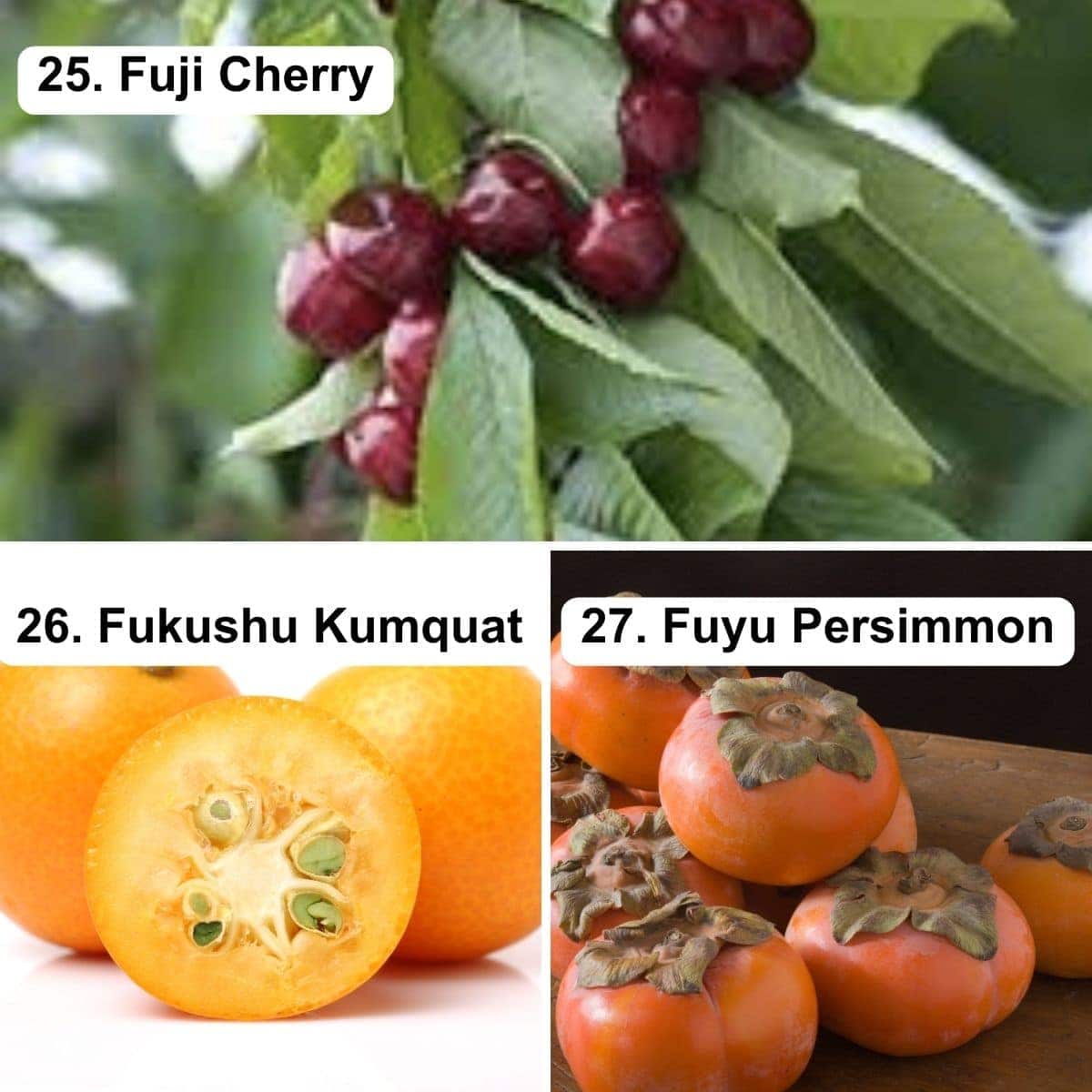 Fuji cherries, fukushu kumquat, fuyu persimmon.