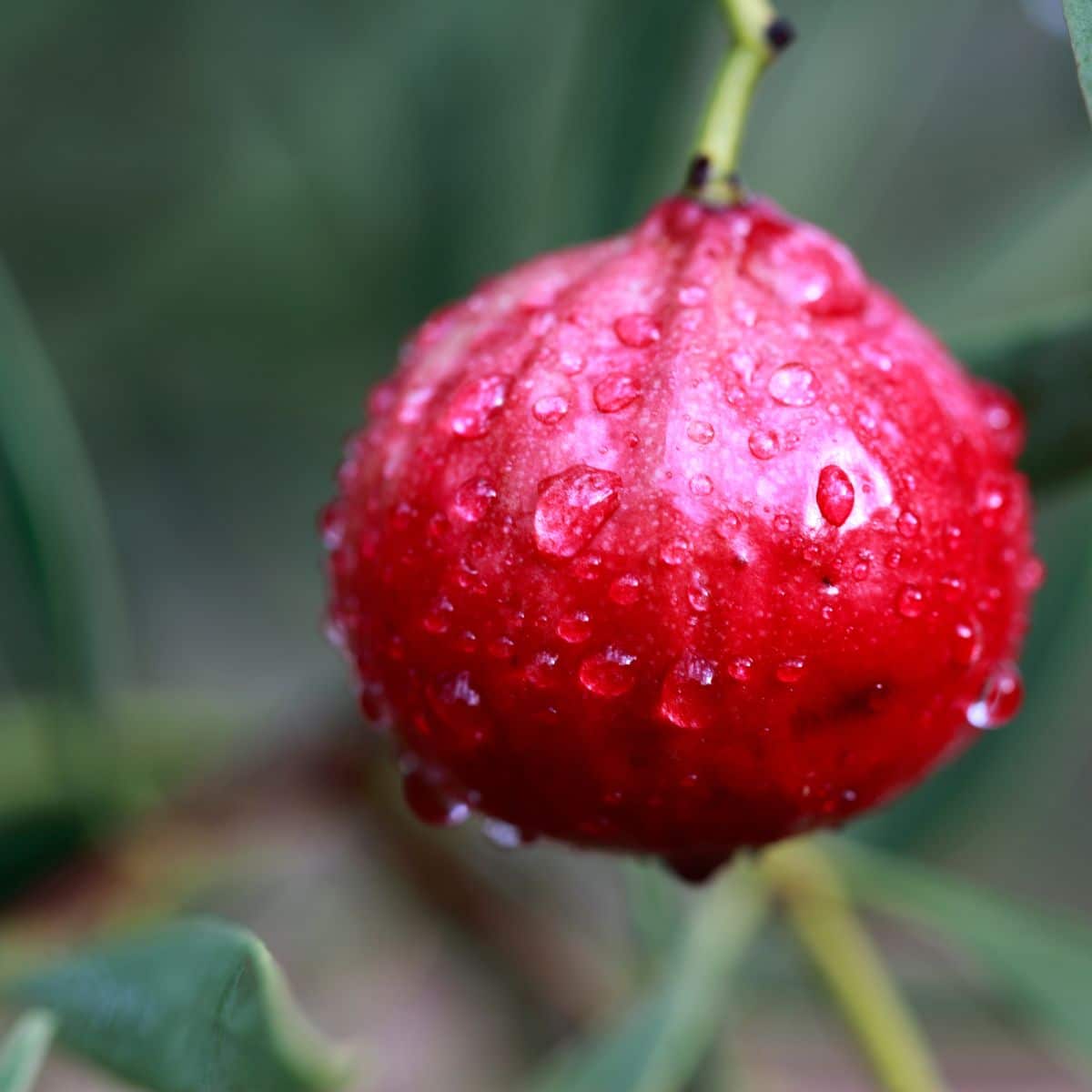 Close up of quandong fruit dripping with dew.