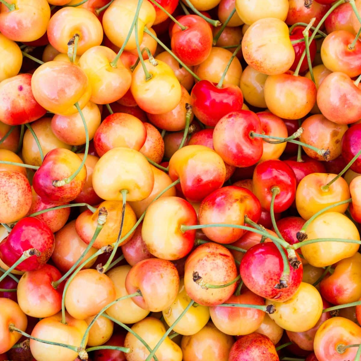 A large bunch of yellow and red cherries.