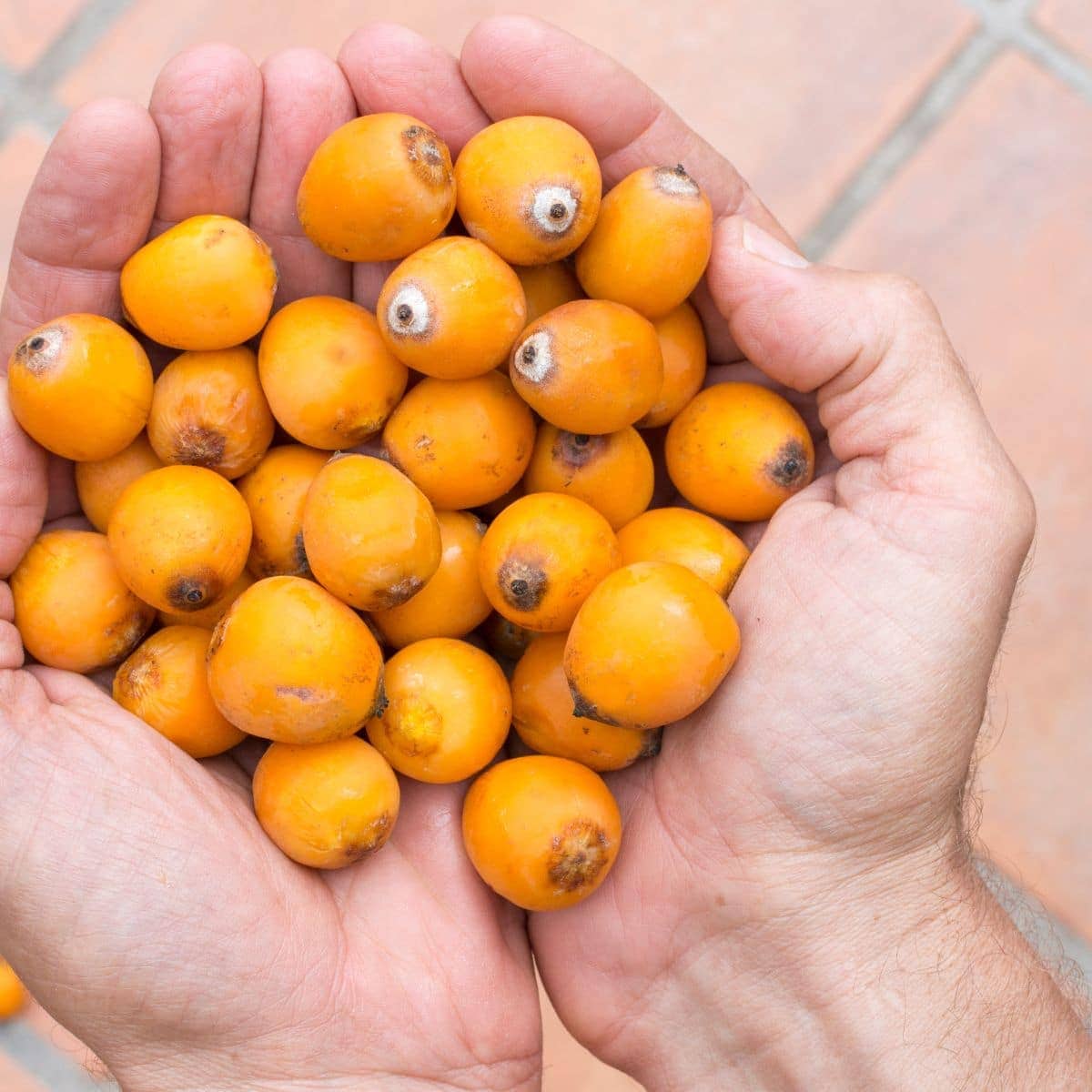 Tiny orange queen palm fruits in the palm of a man's hands.