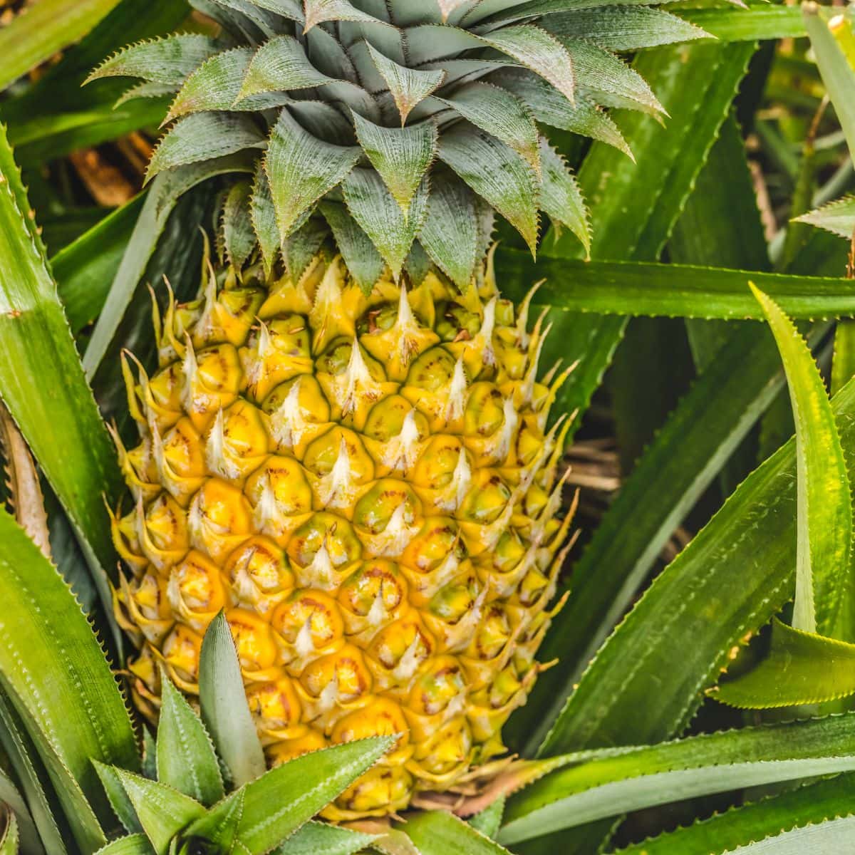 Queen Tahiti pineapple.