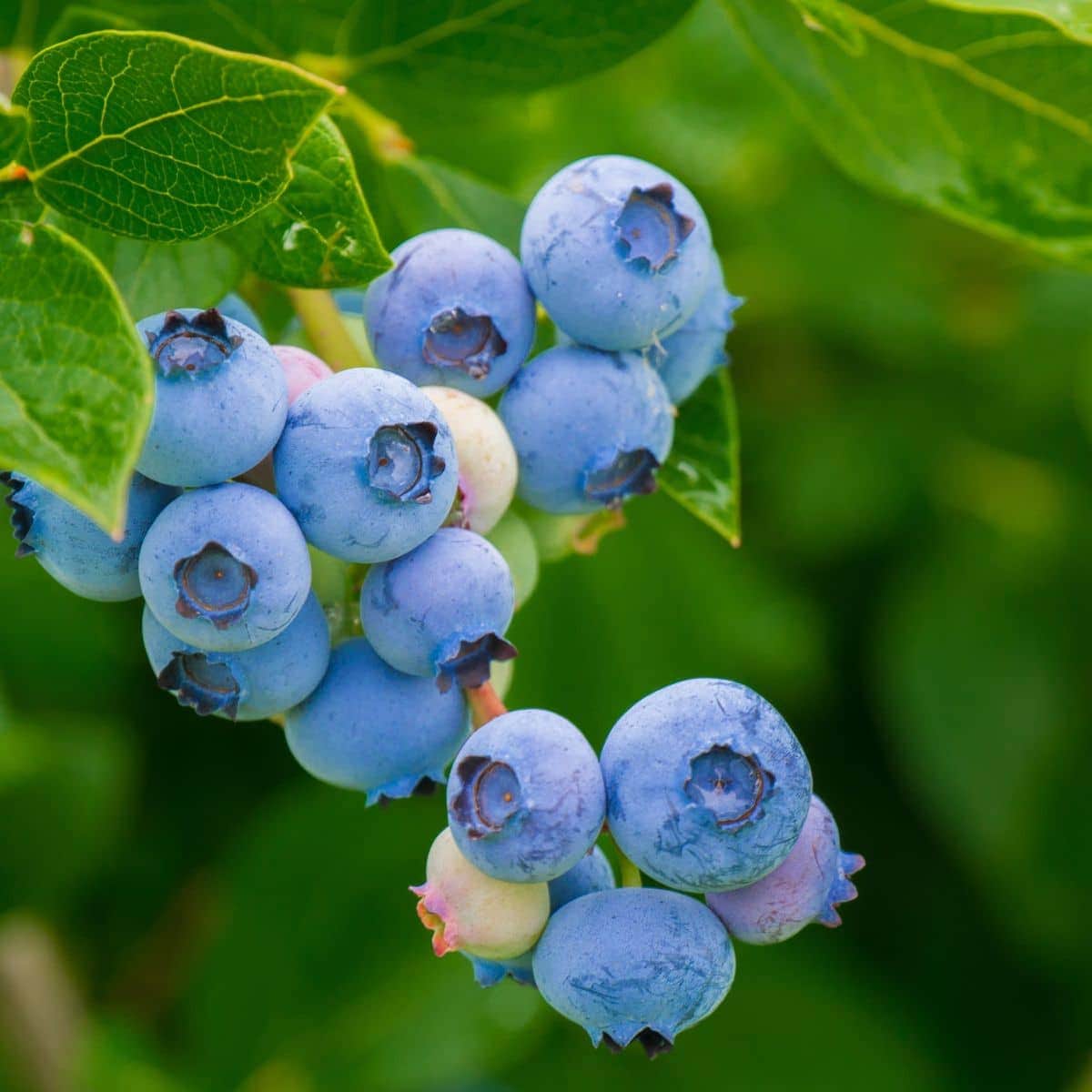 Close up of Queensland blueberries.