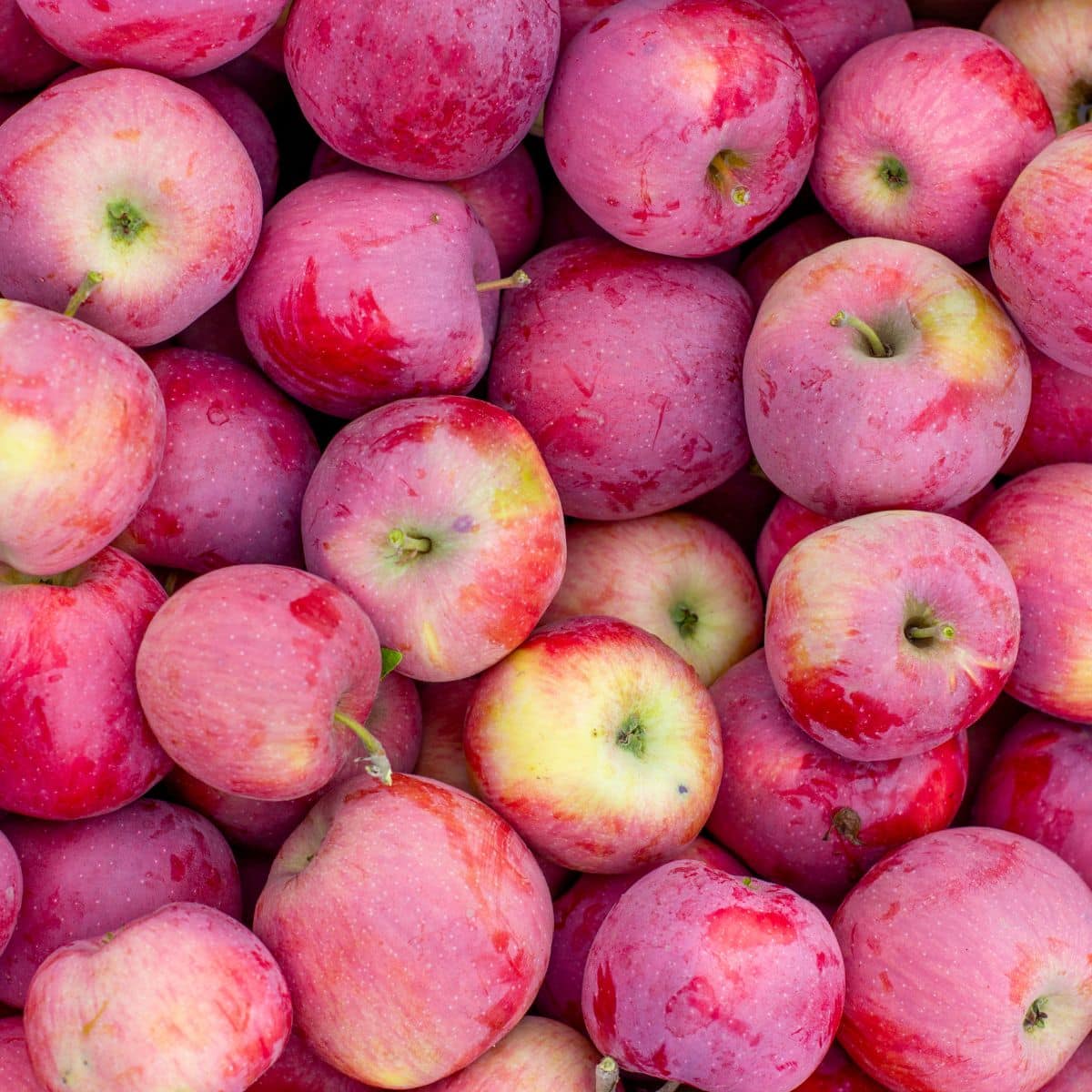 Querina apples collection