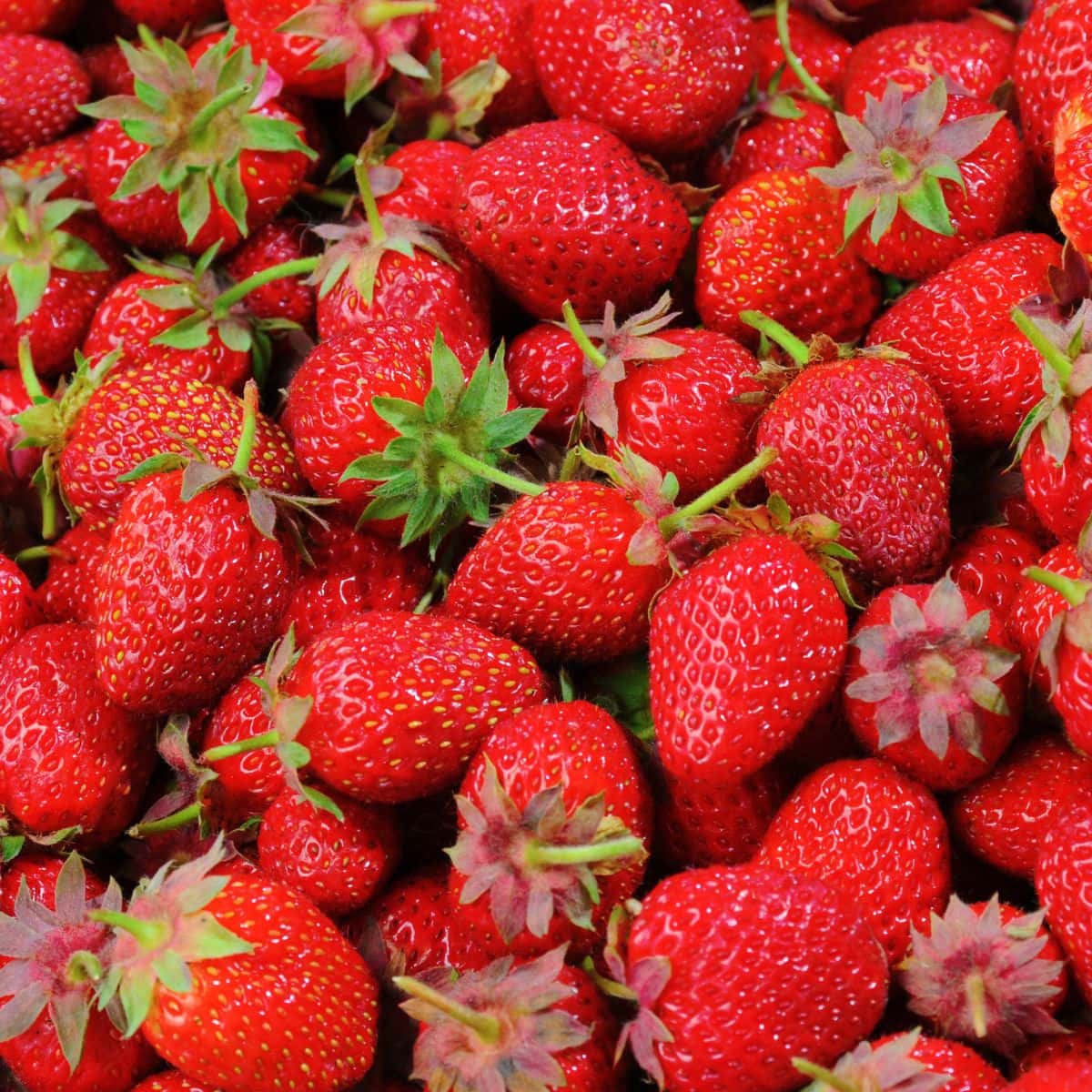 A bunch of bright red strawberries.