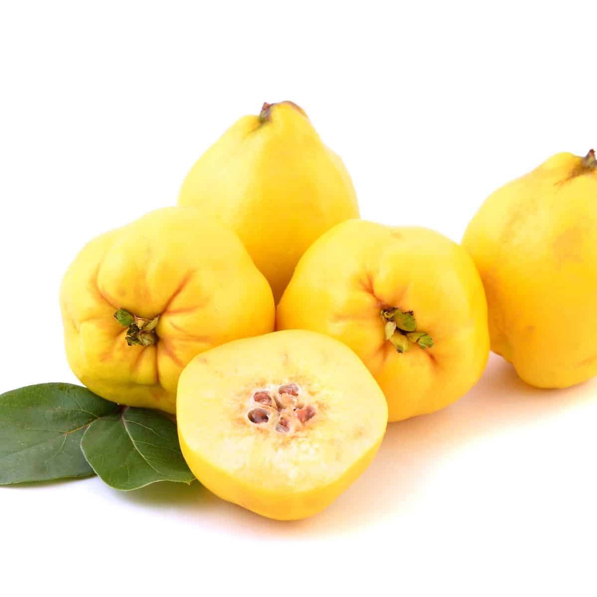 Bright yellow Quince fruit with white background and cut in half.